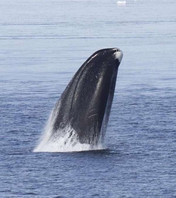 The head of a bowhead whale. (Credit: Kate Stafford/Cell Reports 2015)